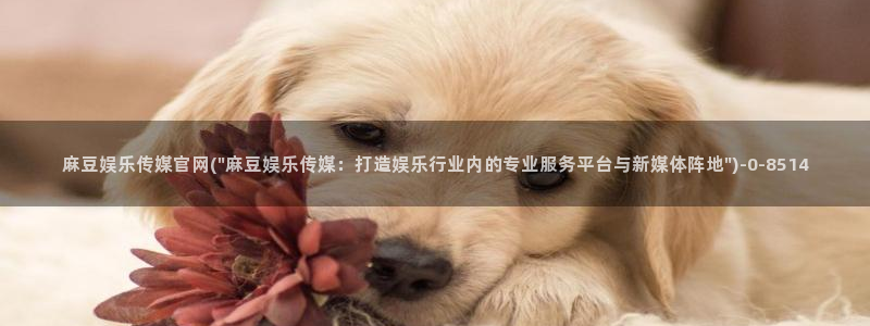 麻豆传媒官网地址破解：麻豆娱乐传媒官网(\